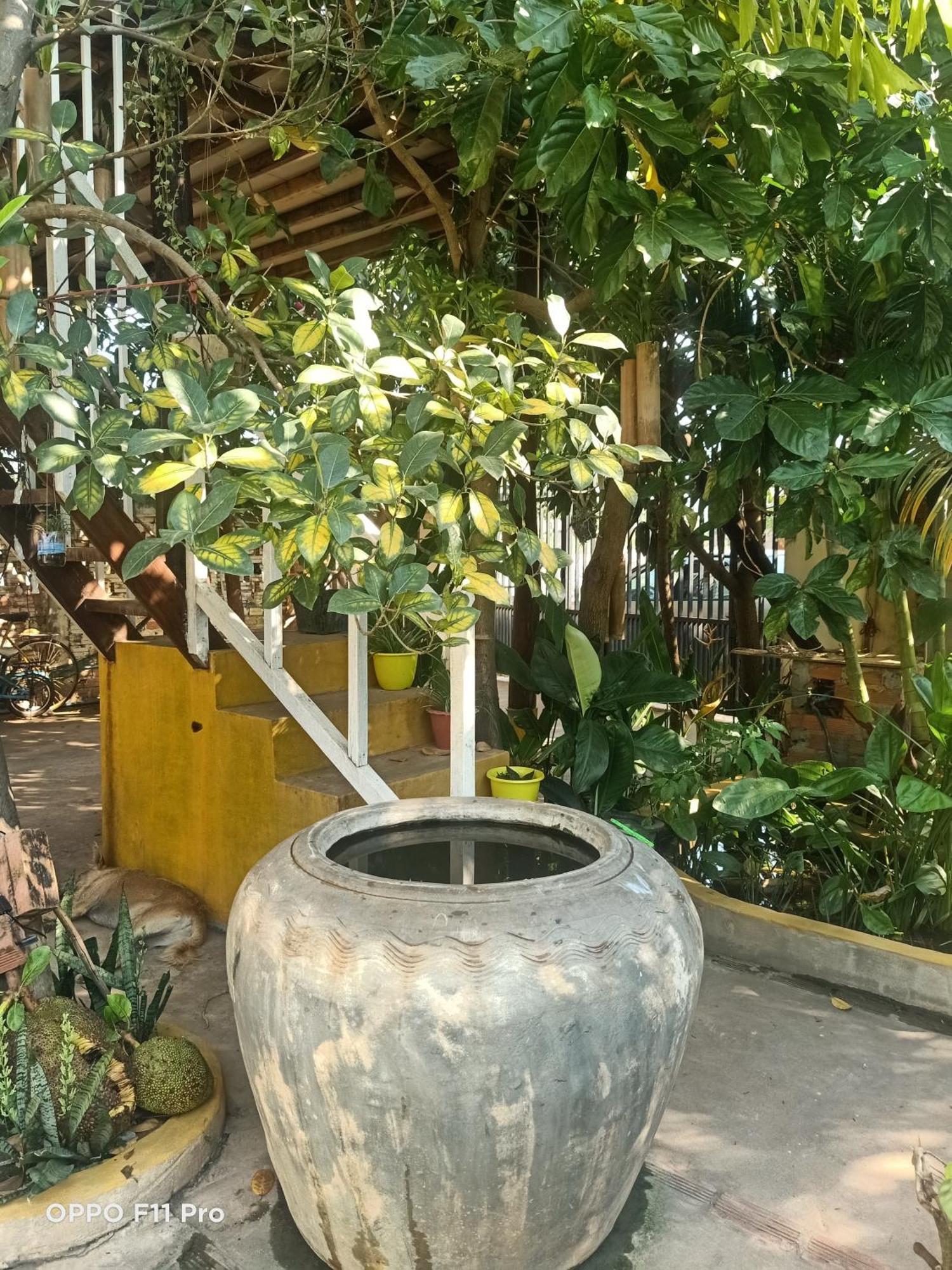 Homestay Yellow Natural House Siem Reap Exterior photo